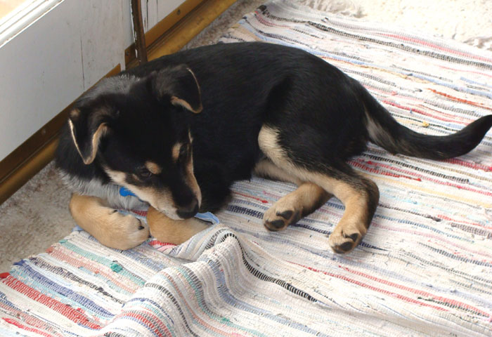 Edison as a puppy